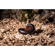 Milpies negro de anillos rosados - Odontrostepus sjoestedti